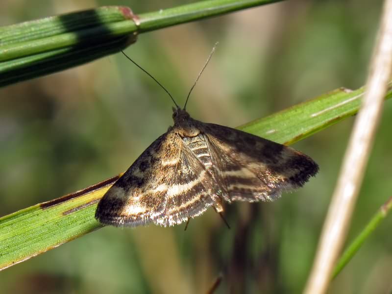 Pyrausta despicata (Scopoli, 1763)